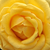 Żółty  - Róża wielkokwiatowa - Hybrid Tea - Csodálatos Mandarin